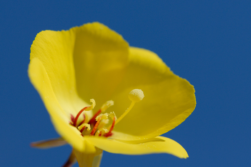 California Sun Cup blowing in the breeze
