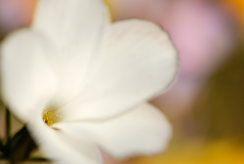 selective focus photo of a tiny little wildflower