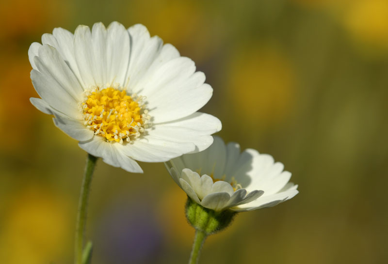 Tidytips in bloom