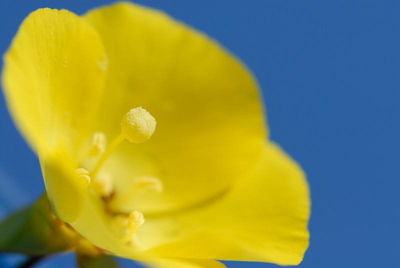 A macro shot of a California Suncup flower