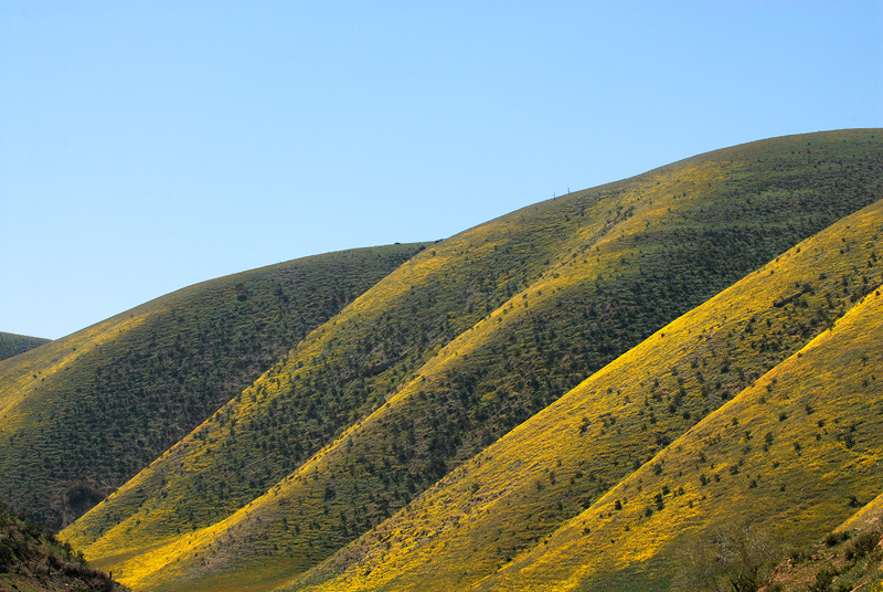 Hillsides covered with goldflield flowers near the Carrizo Plain