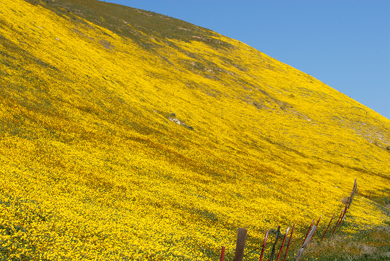 Hills near Carrizo Plain California covered with spring wildflowers