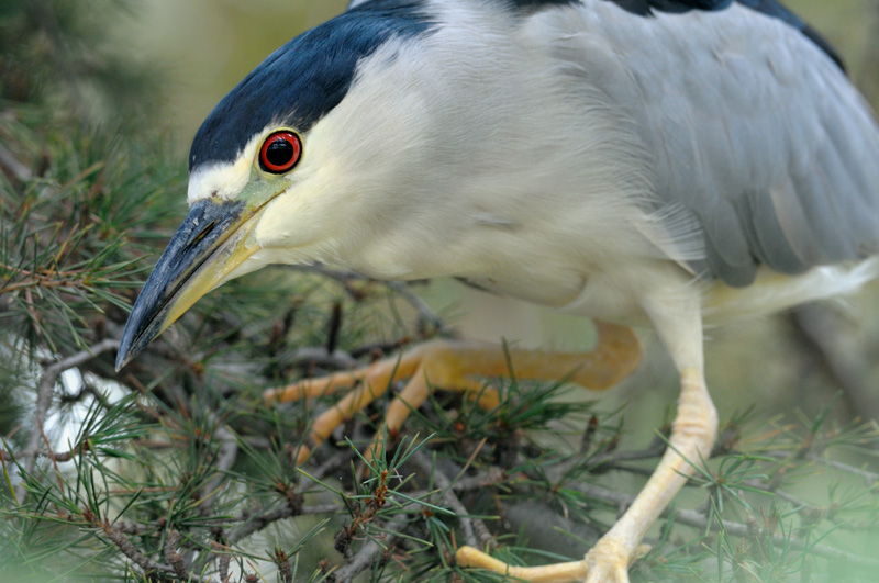 Black Crowned Night Heron ready to dive for fish