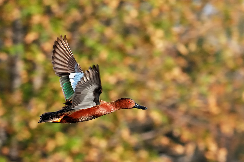 Cinnamon Teal Drake flying with fall colors in the background