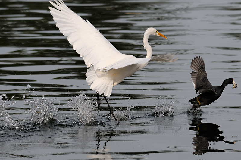 Great Egret trying to steal a fish from a Coot