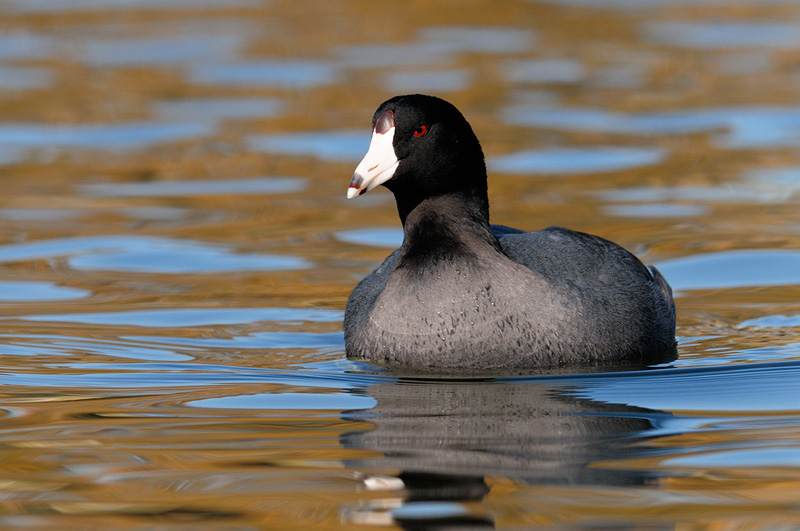 American Coot