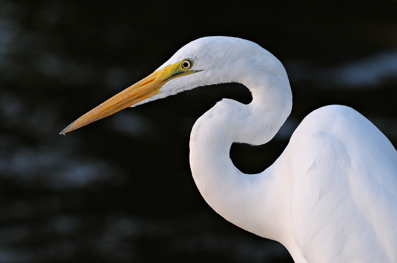 Beautiful Great Egret