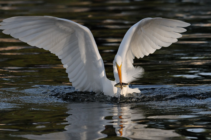Beautiful Great Egret emerging from the water with a fish
