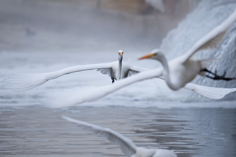 Aggressive Great Egret
