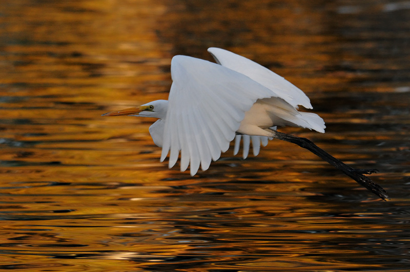 Great Egret flyinh with fall color reflection upon the water