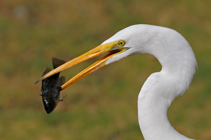 Great Egret with a fish