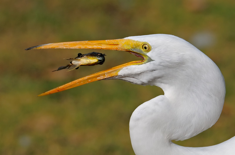 Great Egret about to swallow a fish