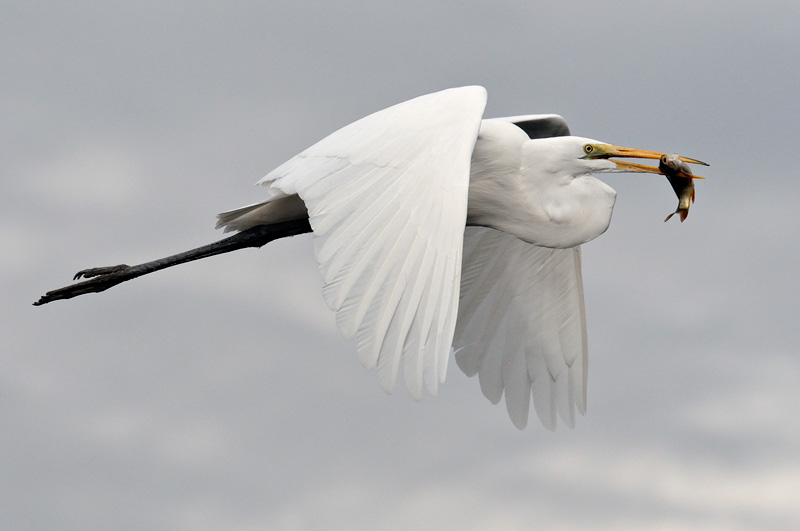 Great Egret in flight with fish in its bill
