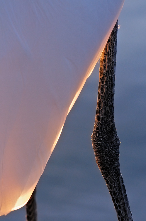 close up Egret legs - artistic photography