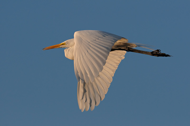 Egret flying towards sunset