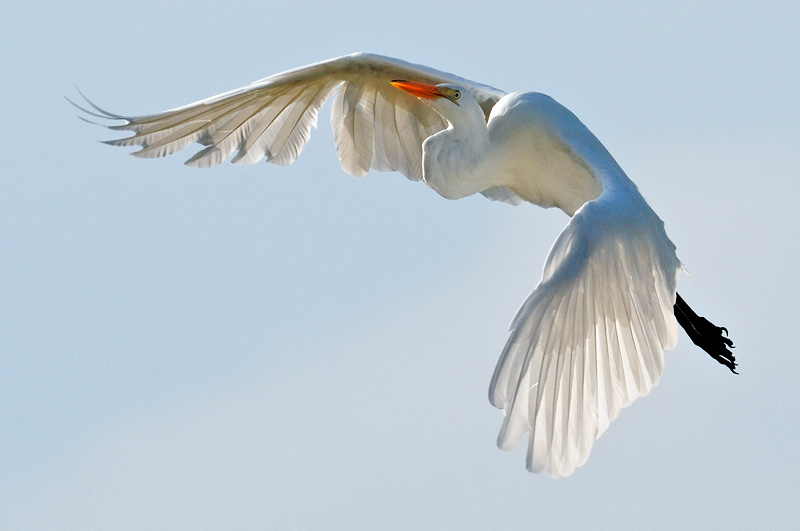 Great Egret in Flight 