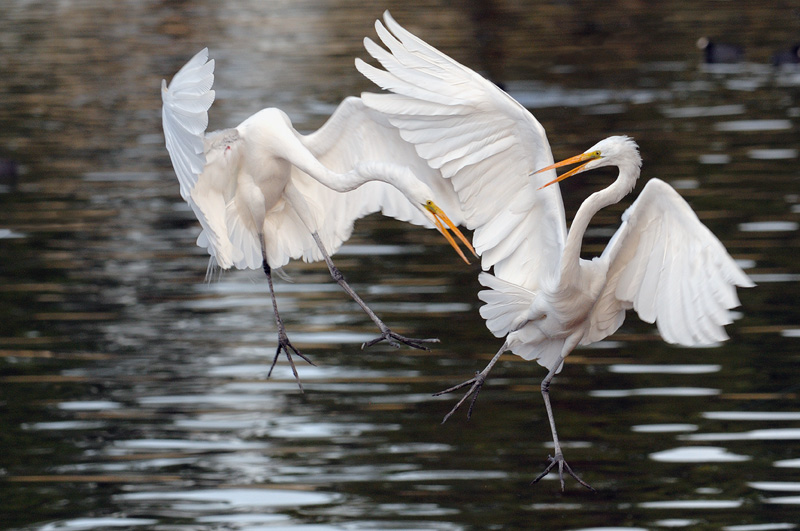 A pair of great egrets fighting in mid air