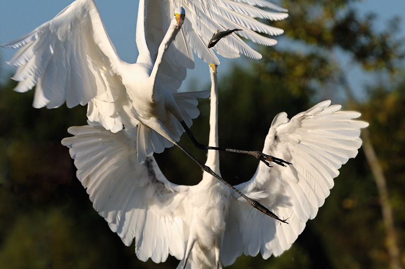 Pair of Egrets fighting over a fish