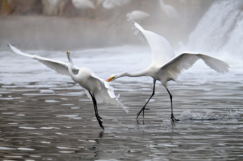 Great Egrets playing rough