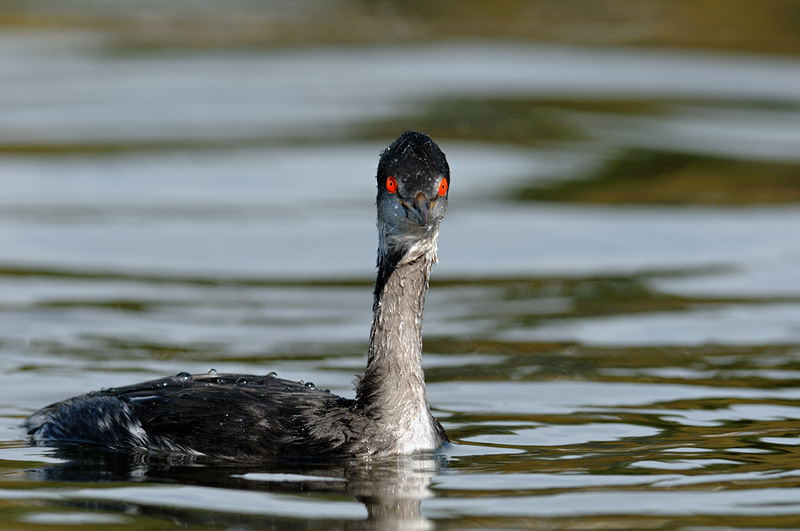 Eared Grebe close up photo