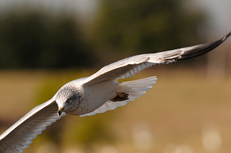 Gull in flight close up
