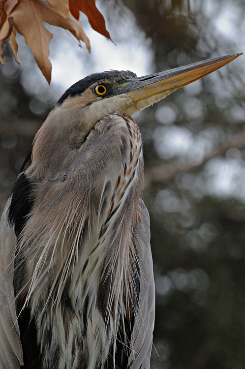 Great Blue Heron close up view