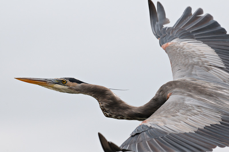 Great Blue Heron in flight close up photo