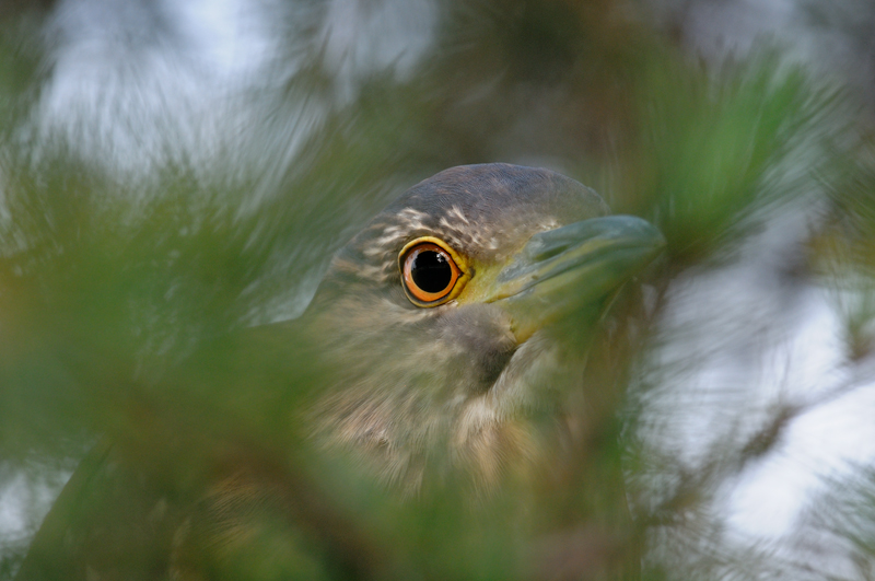 Night Heron close up image
