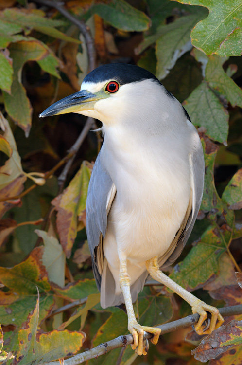 Gorgeous Black-crowned night heron in late afternoon light