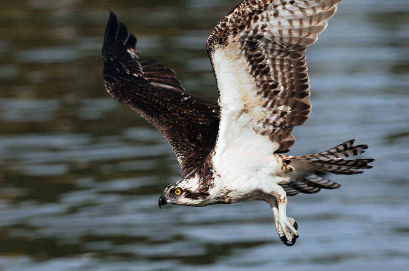 Osprey in flight close up view