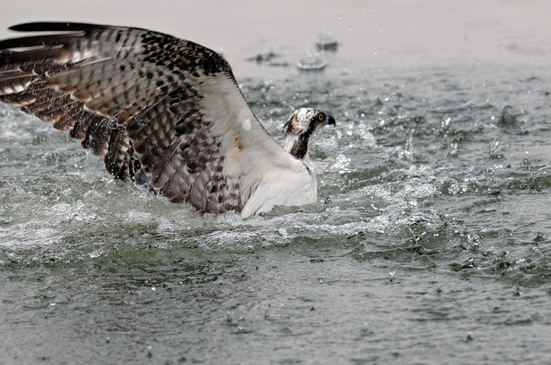Osprey emerging from a lake after diving in for fish