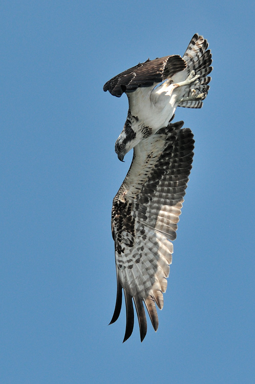 Osprey in flight spots a fish, lowers its wing, and begins to dive