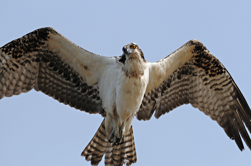 osprey eyes seen close up