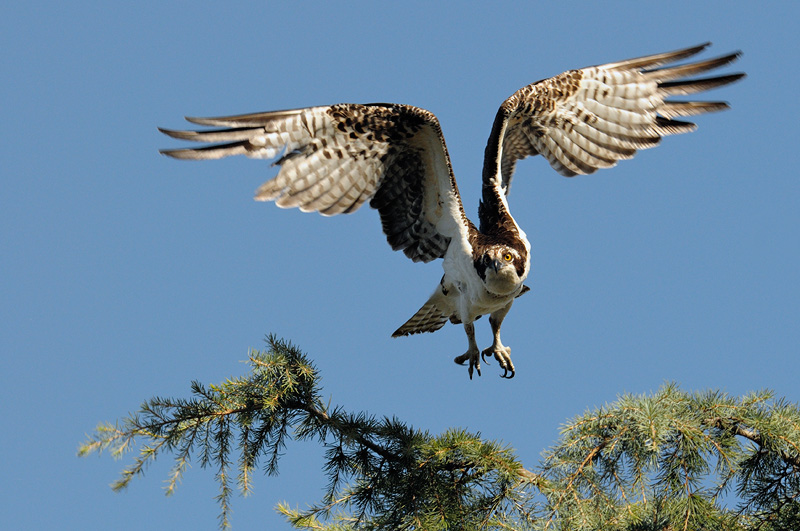 Osprey taking flight from a tree top