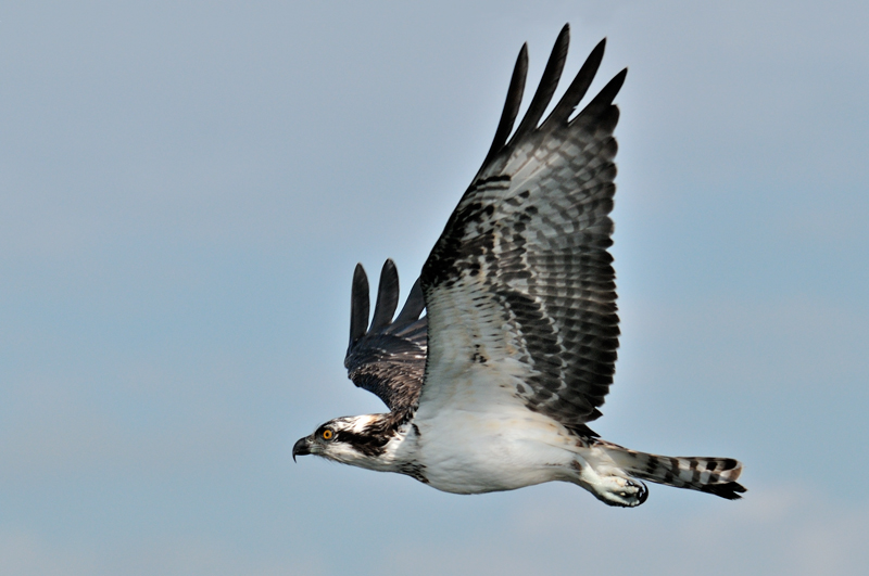 Osprey in flight