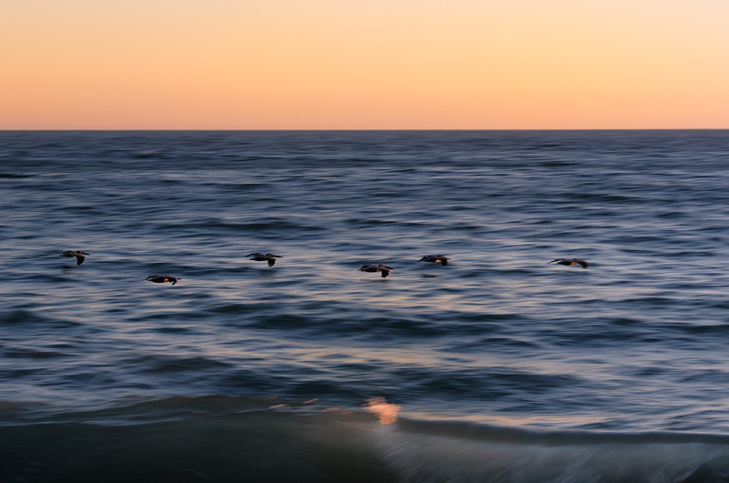 California Pacific Brown Pelicans gliding over the surf at sunset