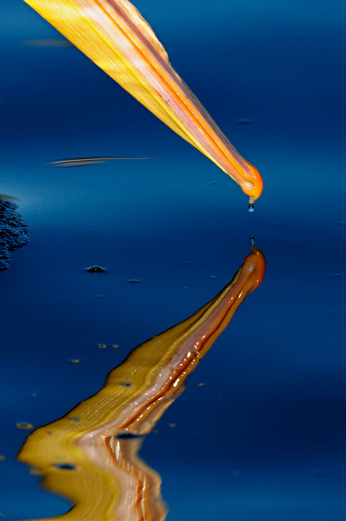 Pelican Bill Reflection