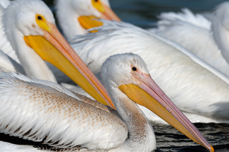 female white pelican close up photo
