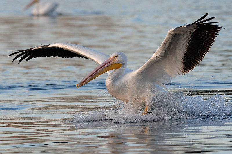 White Pelican landing with wings spread wide
