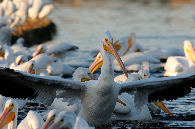 pelican leader of the flock