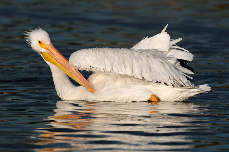 Beautiful White Pelican preening feathers