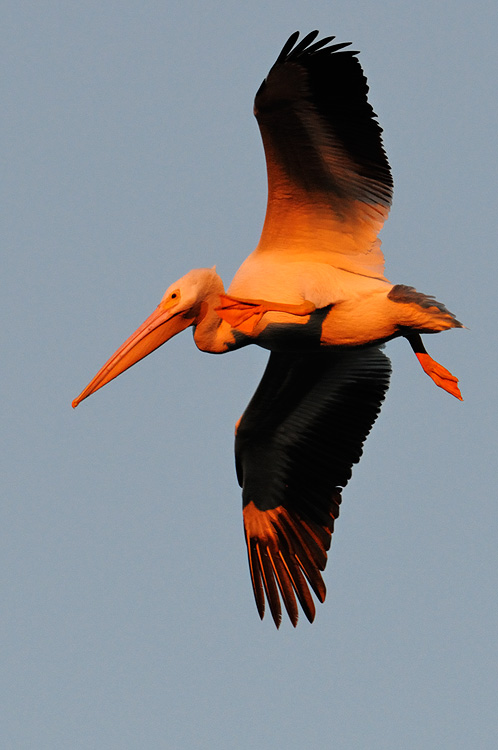 Pelican in flight at sunrise