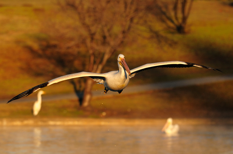 Pelican about to land at sunrise