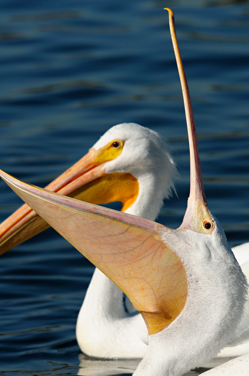 Pelican yawning