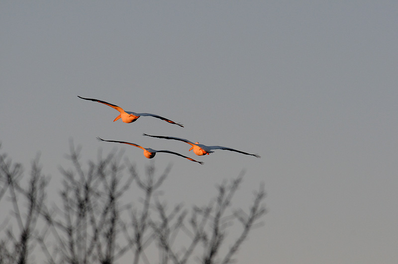 Three American White Pelicans glowing orange in sunrise light