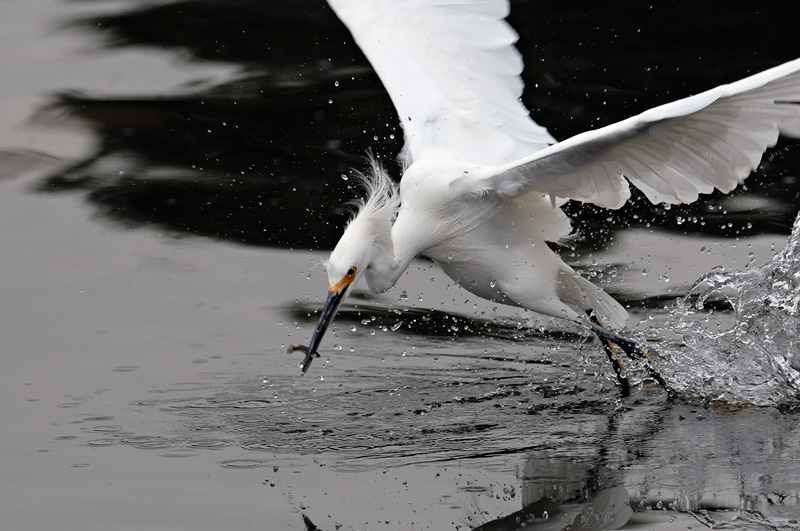 Snowy Egret emerges with a tiny fish