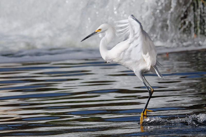 snowy Egret dinces on water while searching for fish
