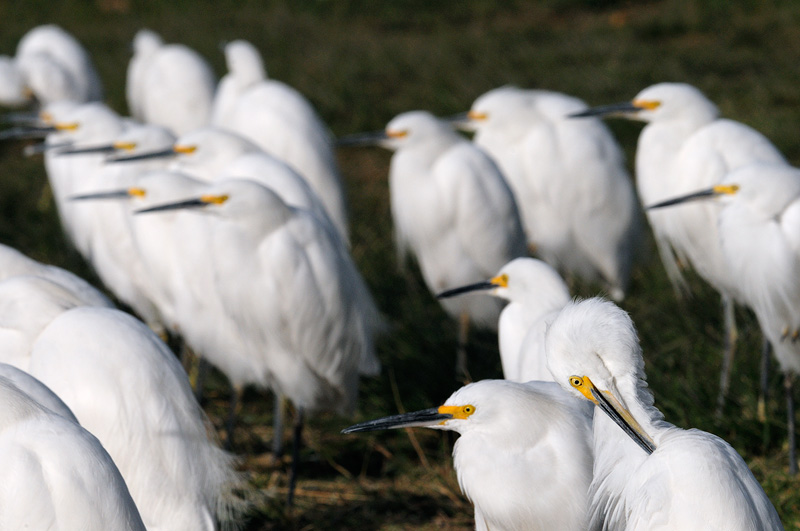 Group of Snowy Egrets pointing toward the fish