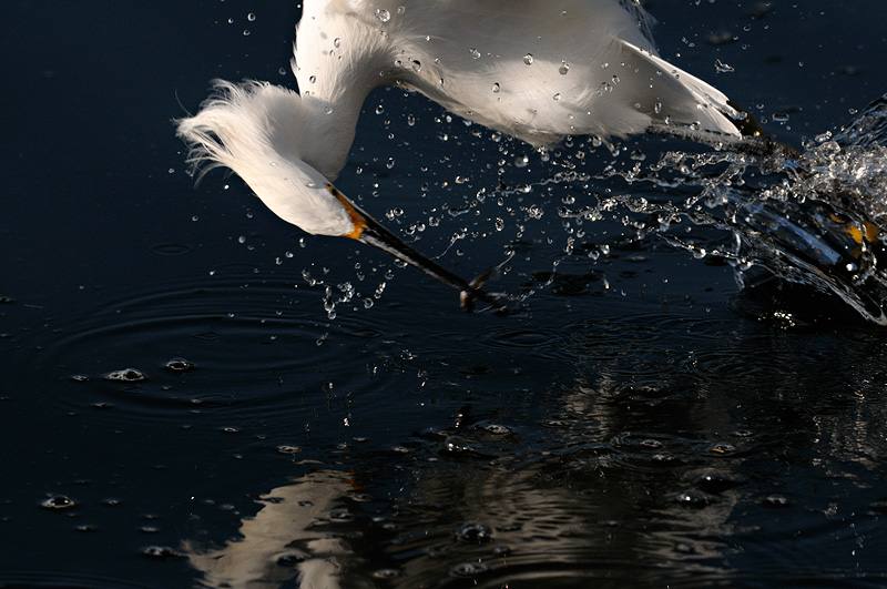 close up photo of a snowy egret grabing a fish out of water
