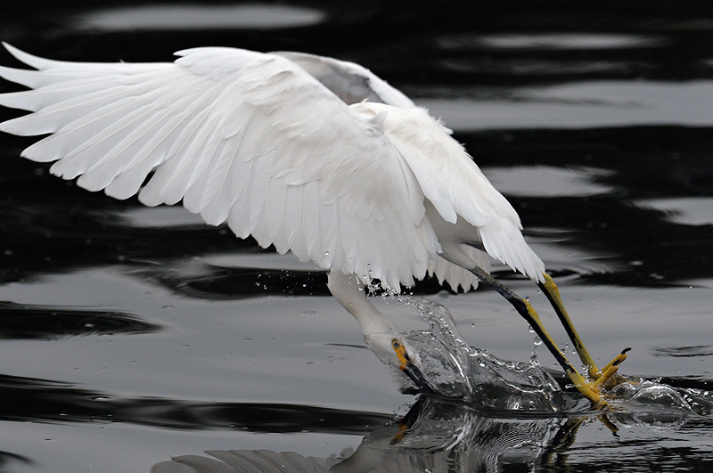 Snowy egret fishing